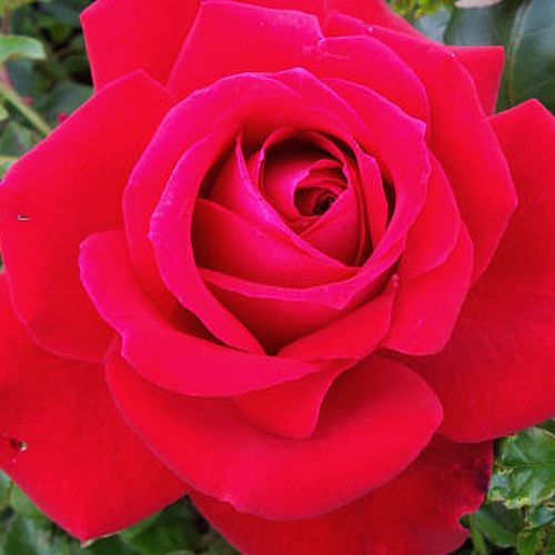 Rosa Ruby Wedding™ - trandafir cu parfum discret - Trandafir copac cu trunchi înalt - cu flori teahibrid - roșu - Charles Walter Gregory - coroană dreaptă - ,-